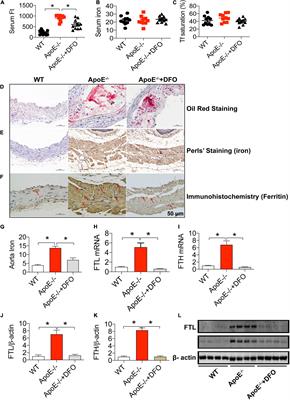 The Role of Iron in Atherosclerosis in Apolipoprotein E Deficient Mice
